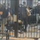 Image for article titled NYPD Arrests First Suspect in Viral Proud Boys Brawl